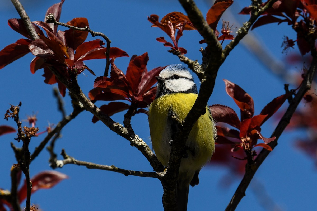 Eurasian Blue Tit - ML329380931