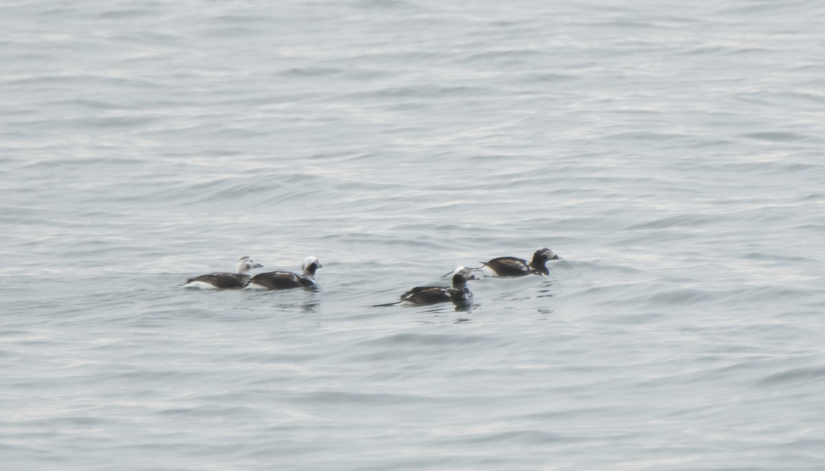 Long-tailed Duck - ML329382271