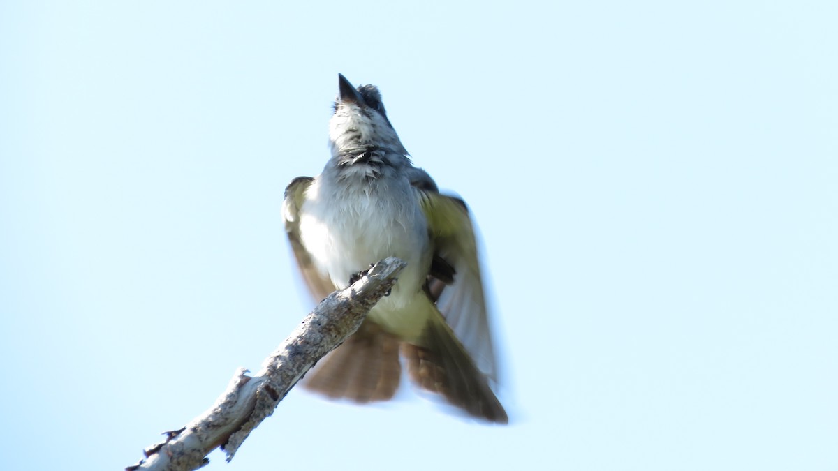 Gray Kingbird - ML329384481