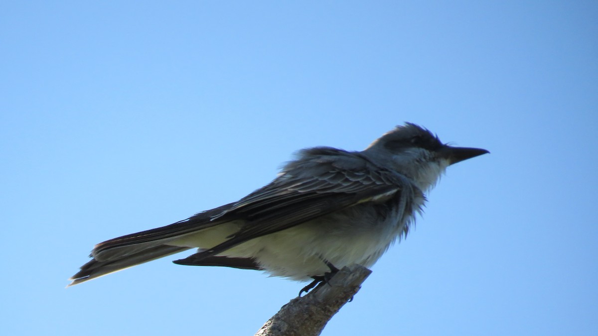 Gray Kingbird - ML329384491