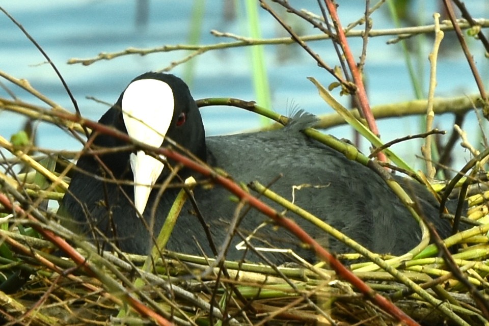 Eurasian Coot - ML329384571