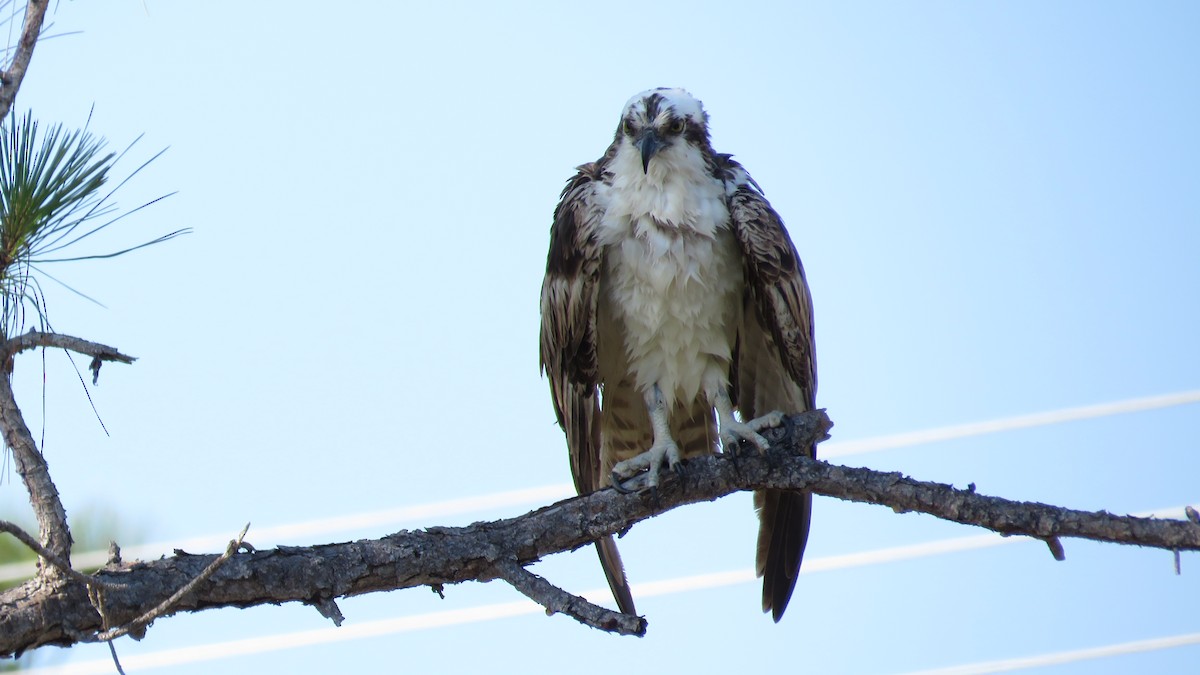 Osprey - ML329384621