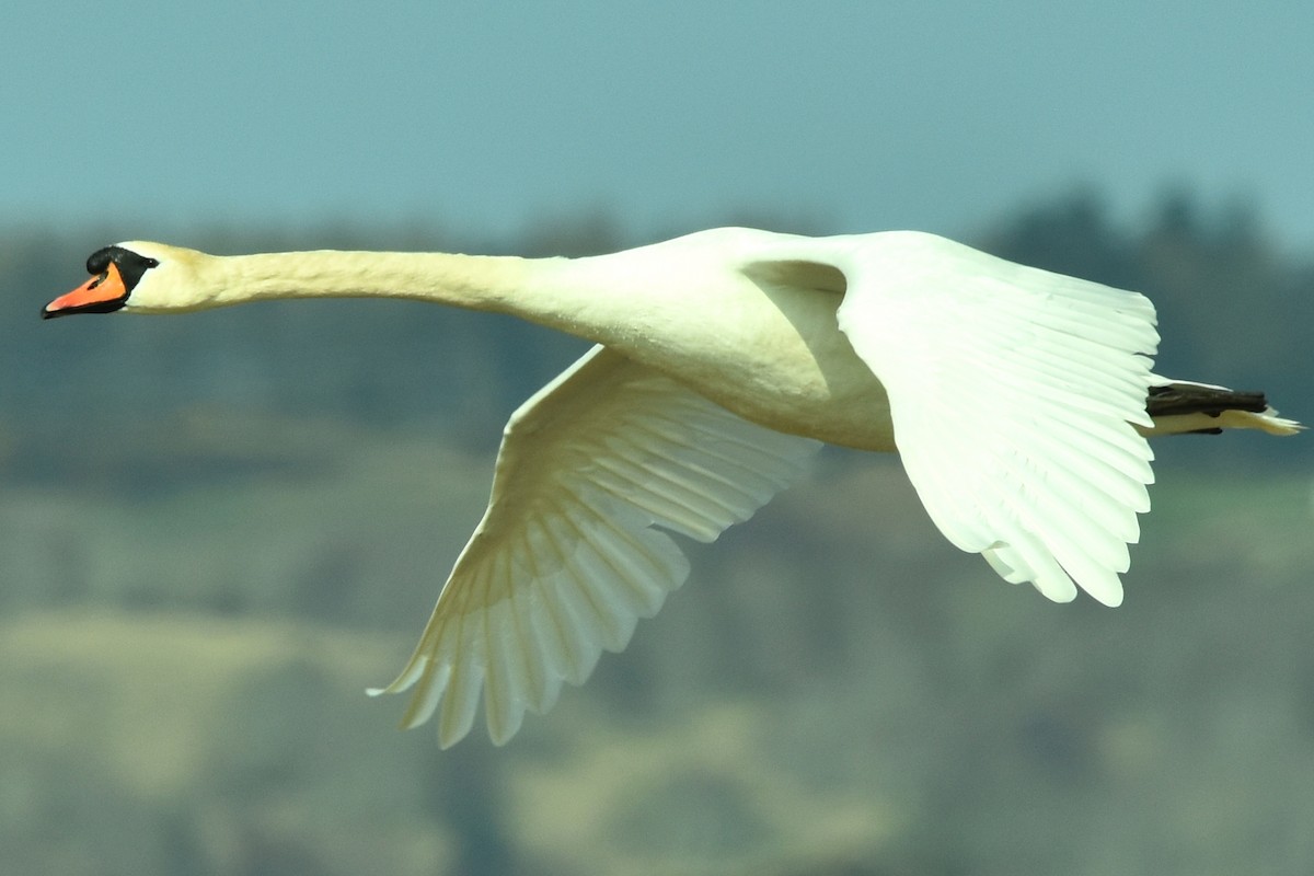 Mute Swan - ML329385831