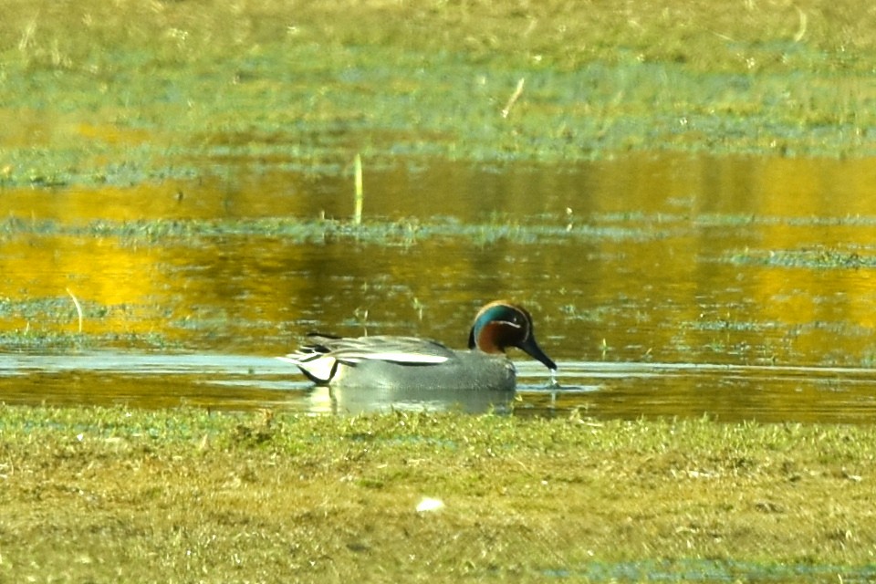 小水鴨(crecca) - ML329385911