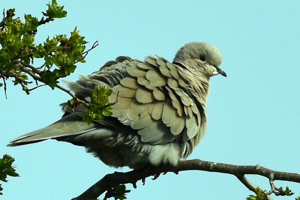 Eurasian Collared-Dove - Blair Whyte