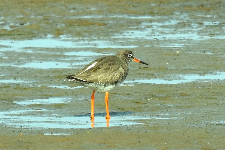 Common Redshank - ML329386401