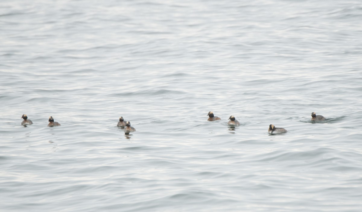 potápka žlutorohá - ML329386451