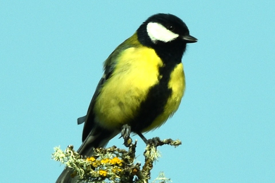 Great Tit - ML329386521