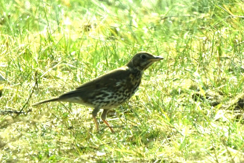 Mistle Thrush - Blair Whyte