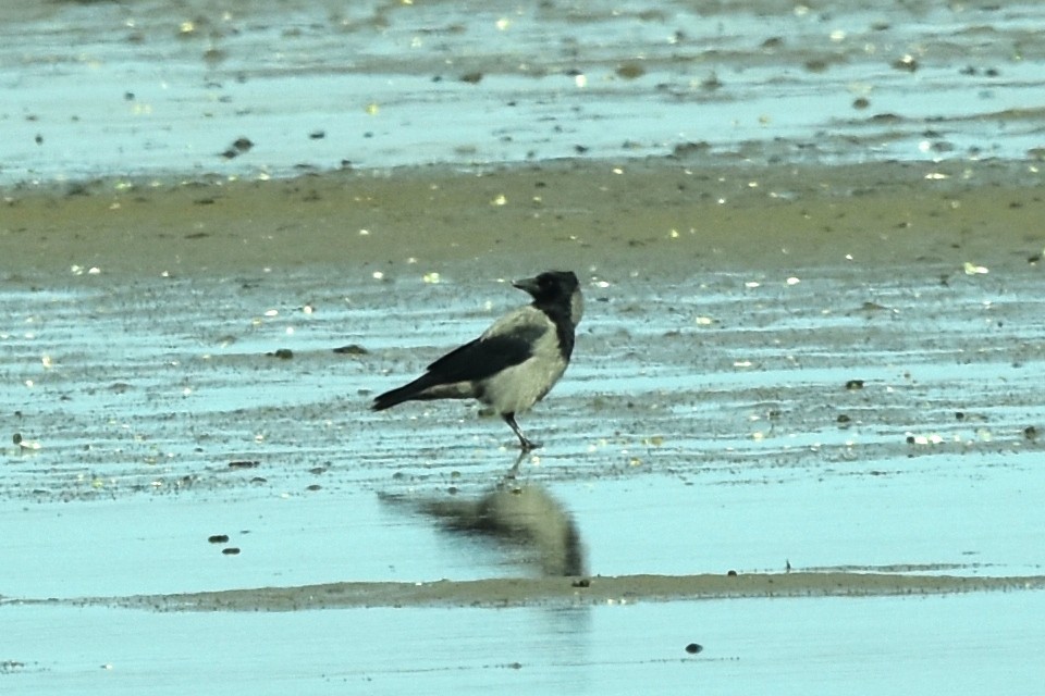 Hooded Crow - Blair Whyte