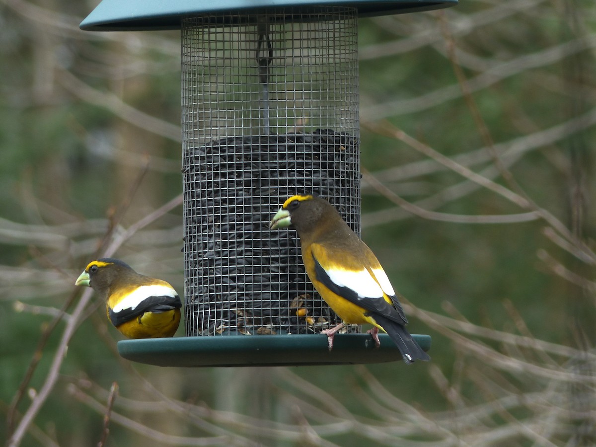 Evening Grosbeak - Brett Bockhop