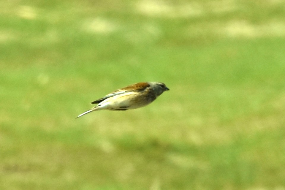 Eurasian Linnet - ML329387041