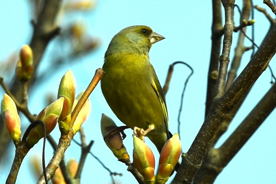 European Greenfinch - ML329387081