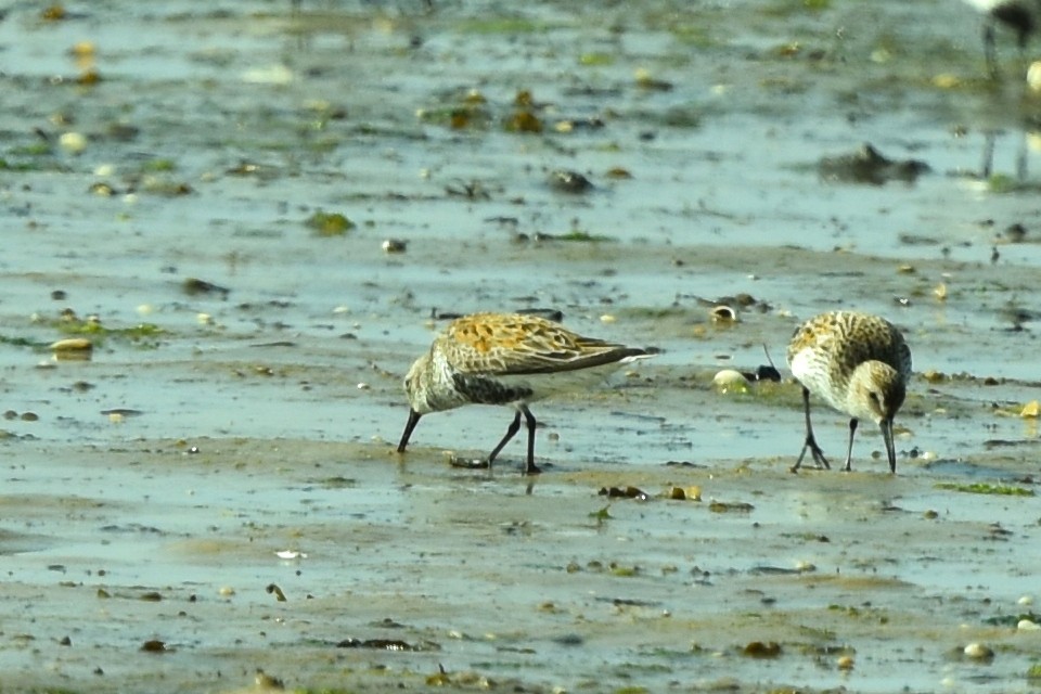 Dunlin - ML329387261