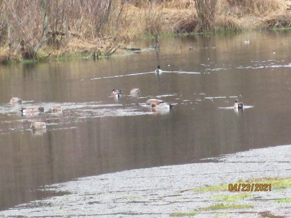 Eurasian Wigeon - ML329387831