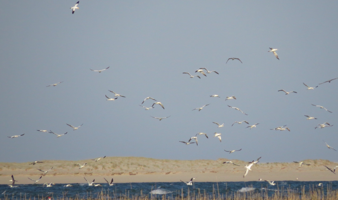 Northern Gannet - ML329387991