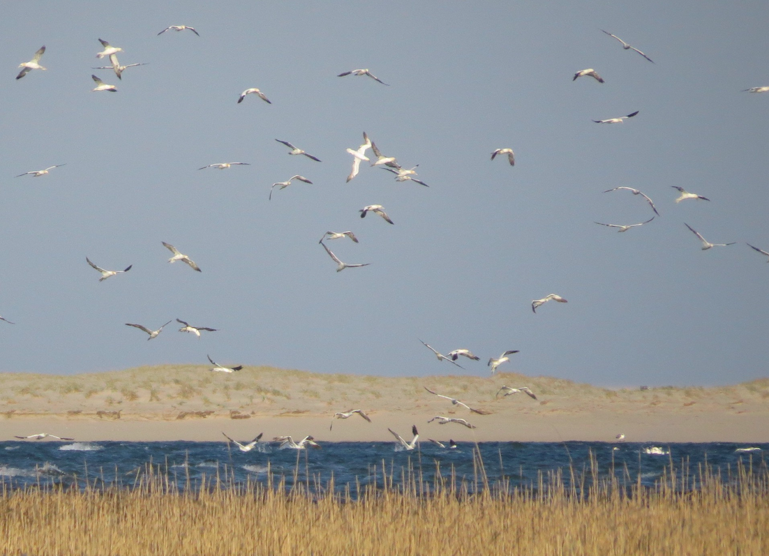 Northern Gannet - ML329388071