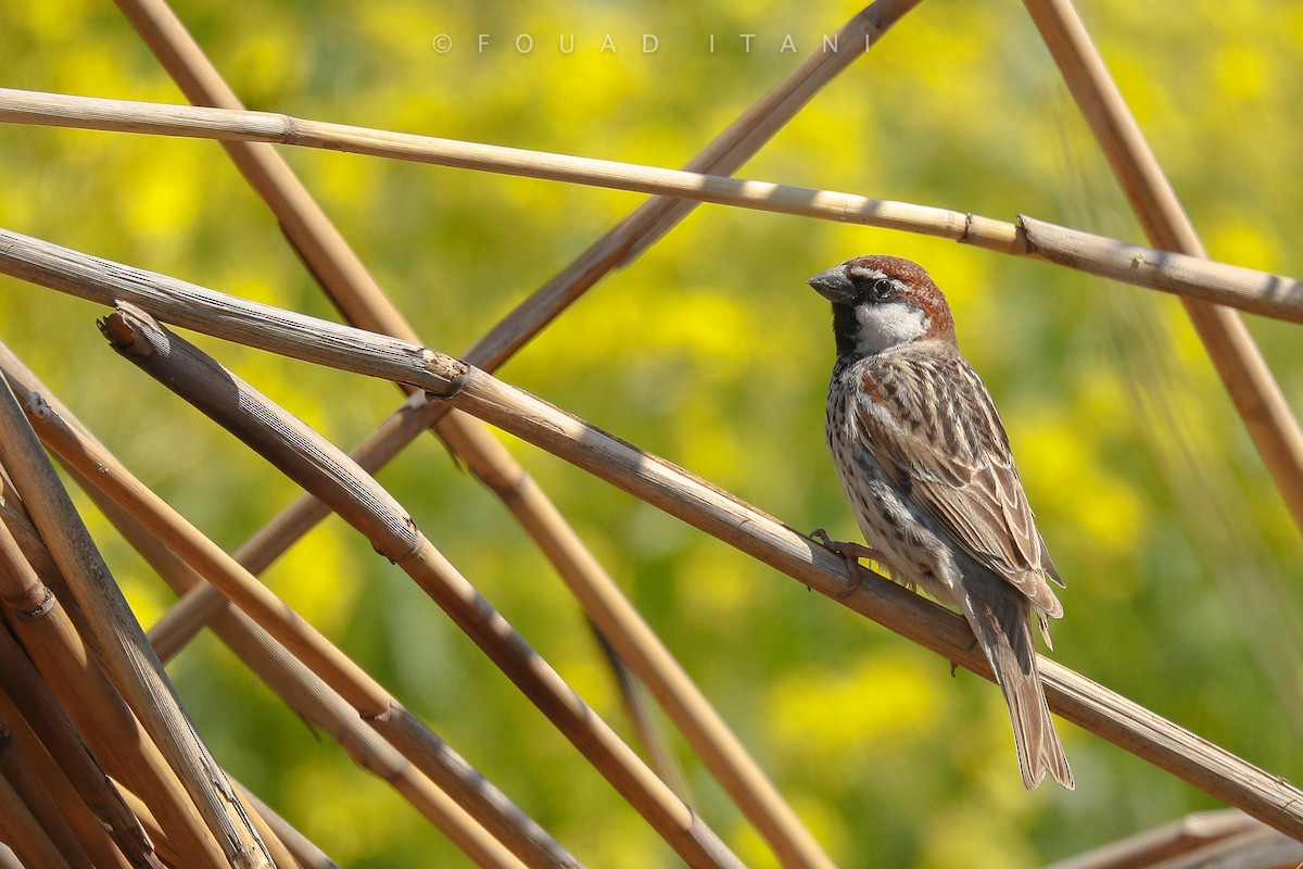 Spanish Sparrow - ML329389611