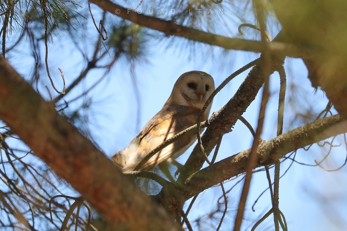 Barn Owl - ML329390281