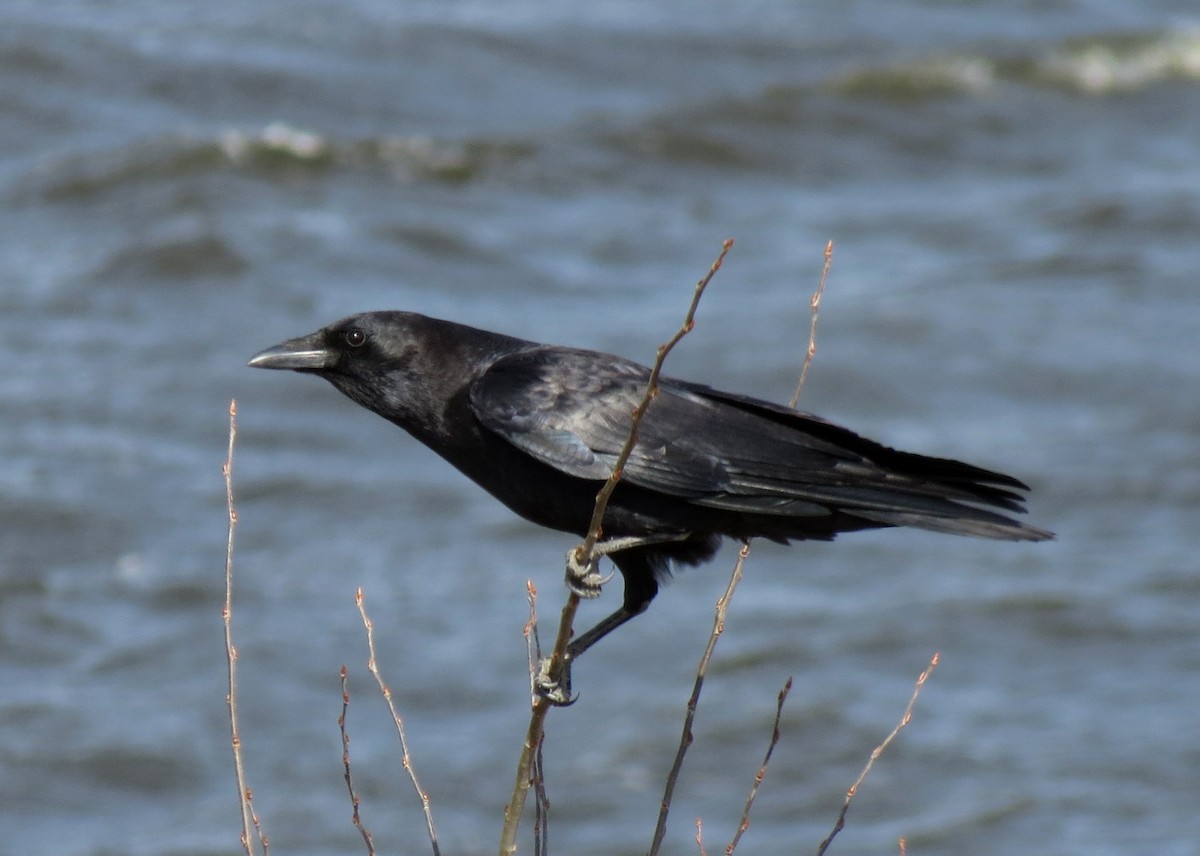 American Crow - ML329390371