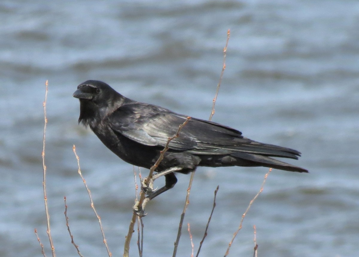 American Crow - ML329390381