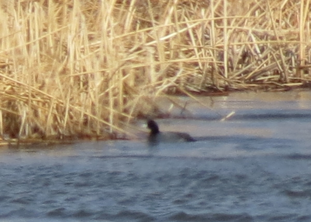 American Coot - ML329390881
