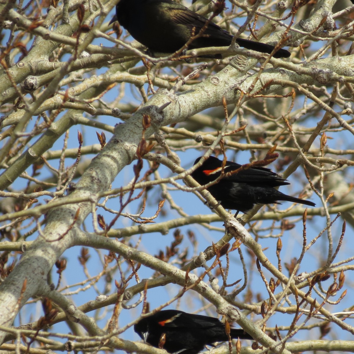 Red-winged Blackbird - ML329391071