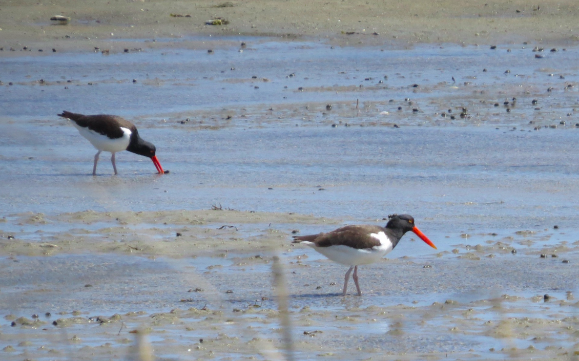 American Oystercatcher - ML329391131