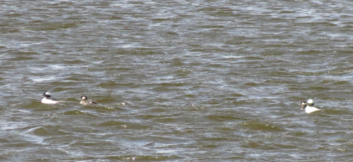 Bufflehead - ML329391351