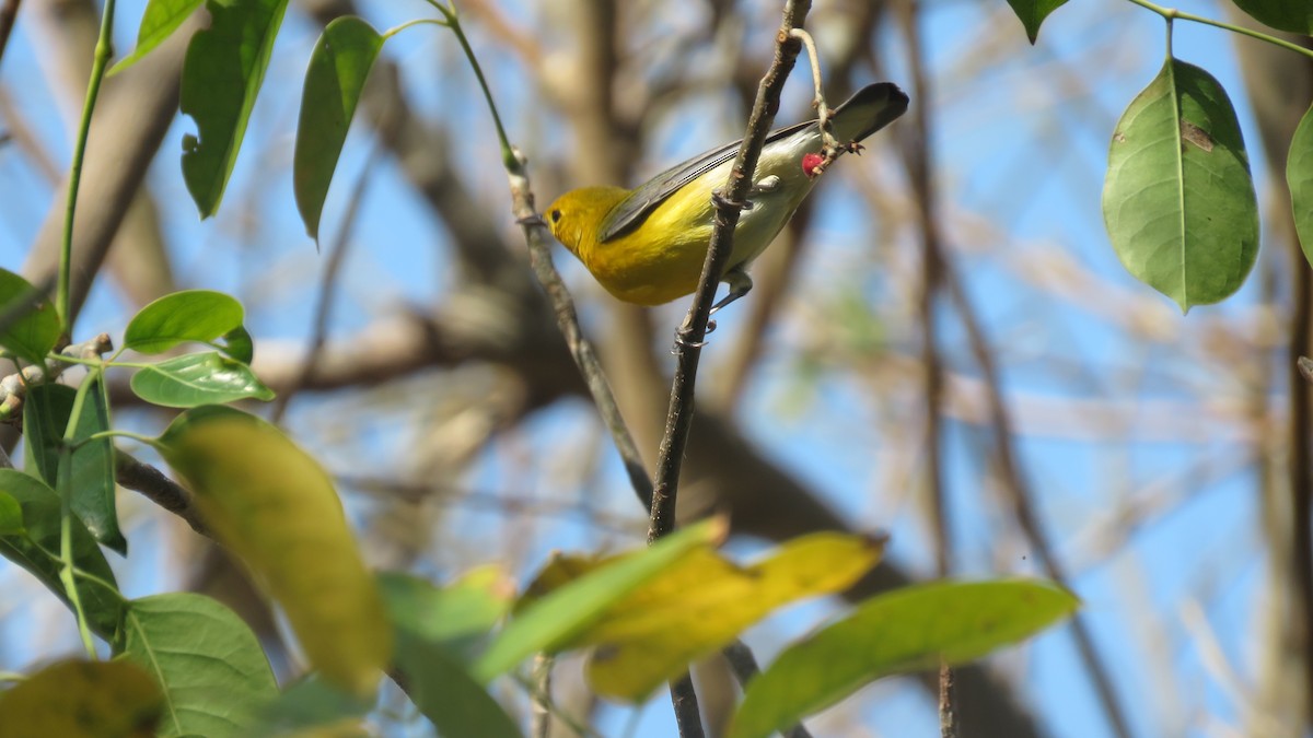 Prothonotary Warbler - Rick Robinson