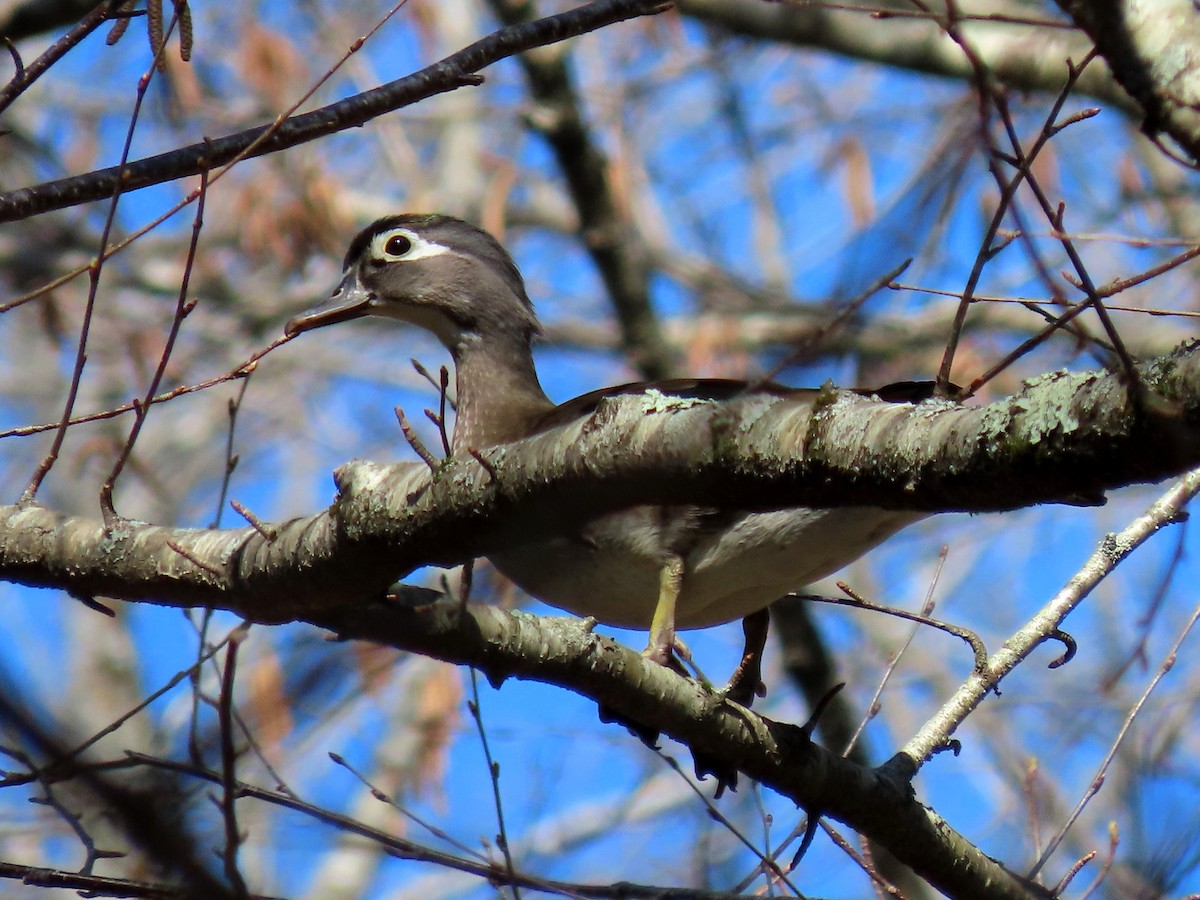 Wood Duck - Ian Pepper