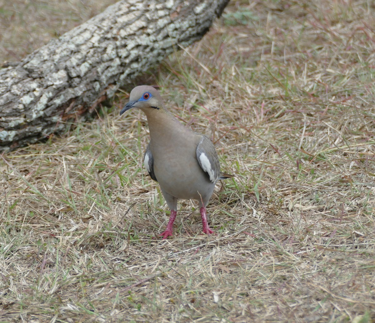 White-winged Dove - Kevin Murphy