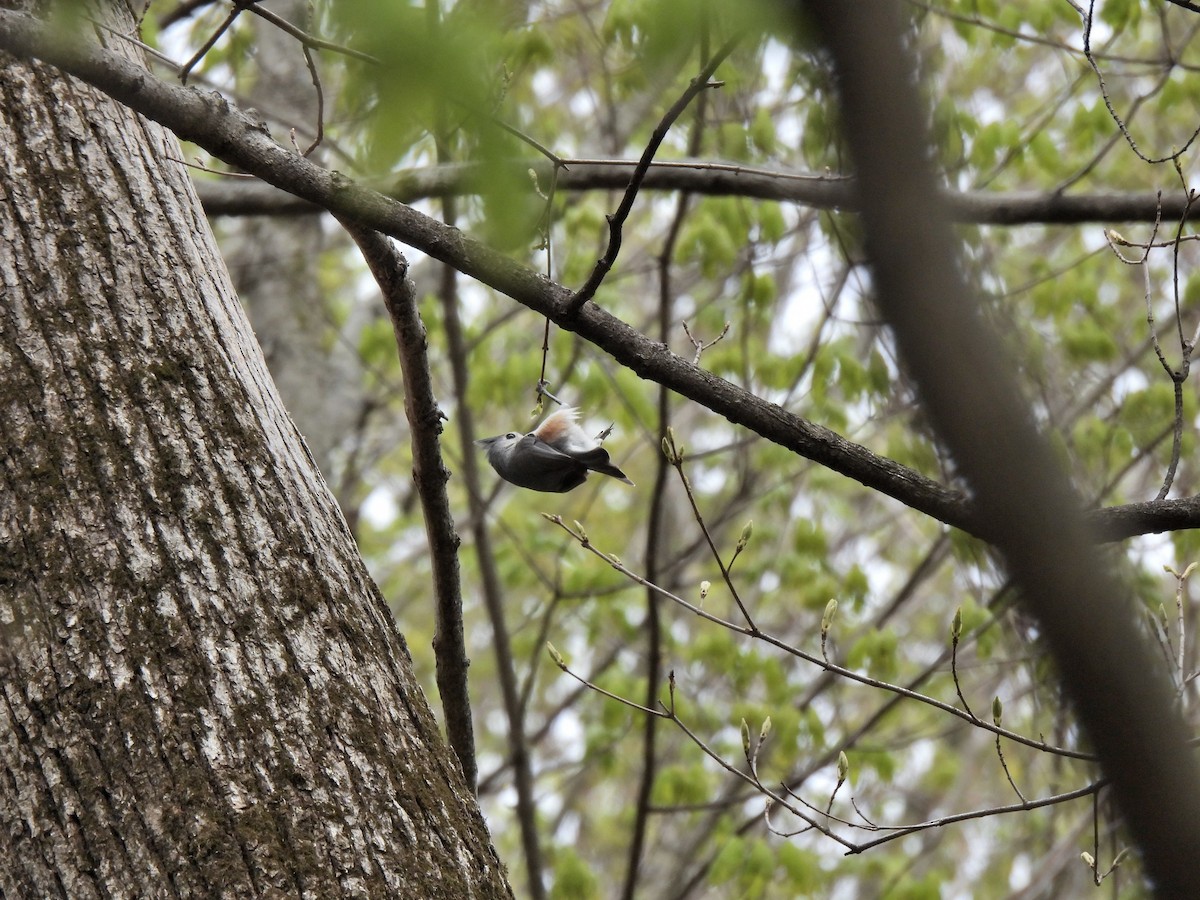 Tufted Titmouse - ML329394691