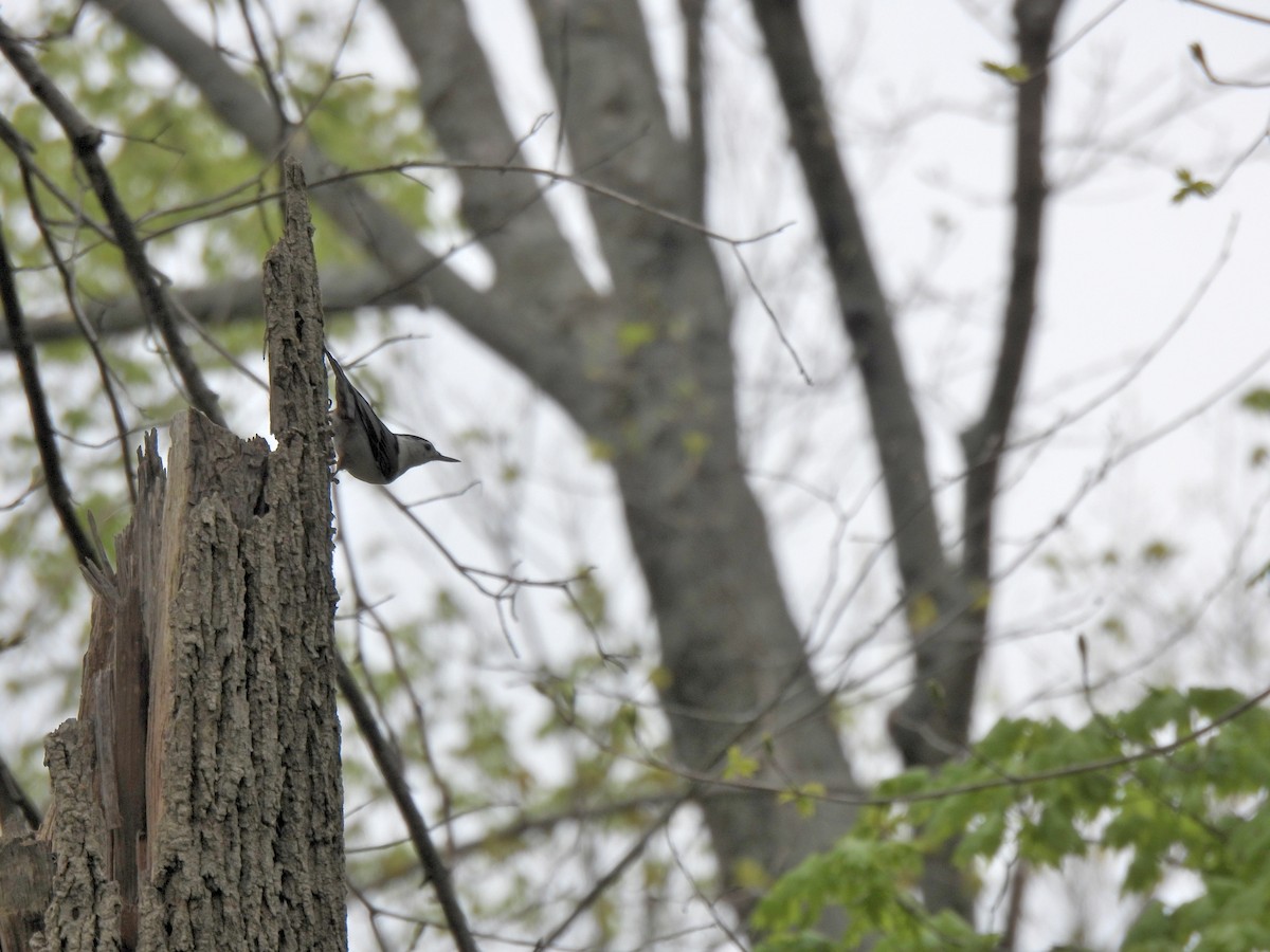 White-breasted Nuthatch - ML329394771