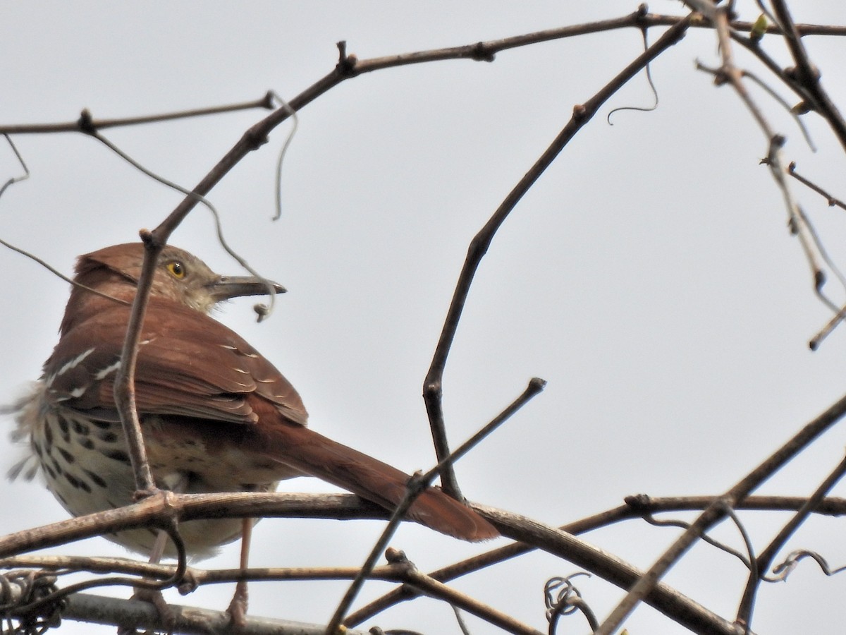 Brown Thrasher - ML329394881