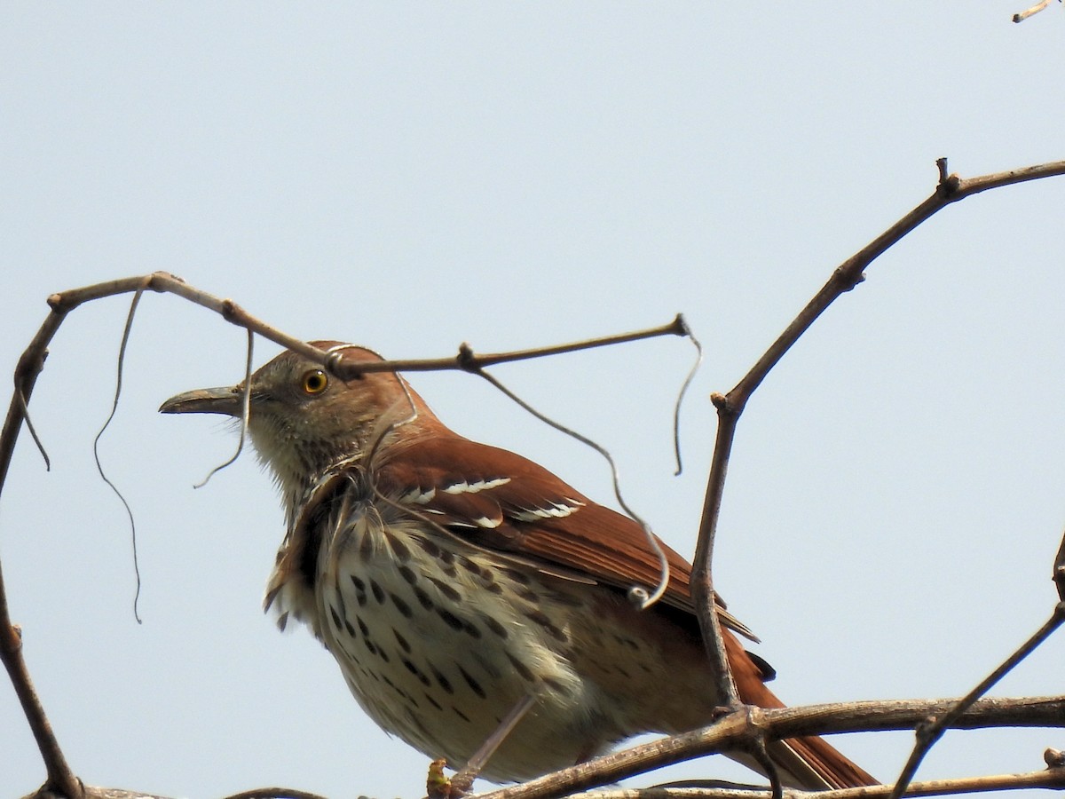Brown Thrasher - ML329395171