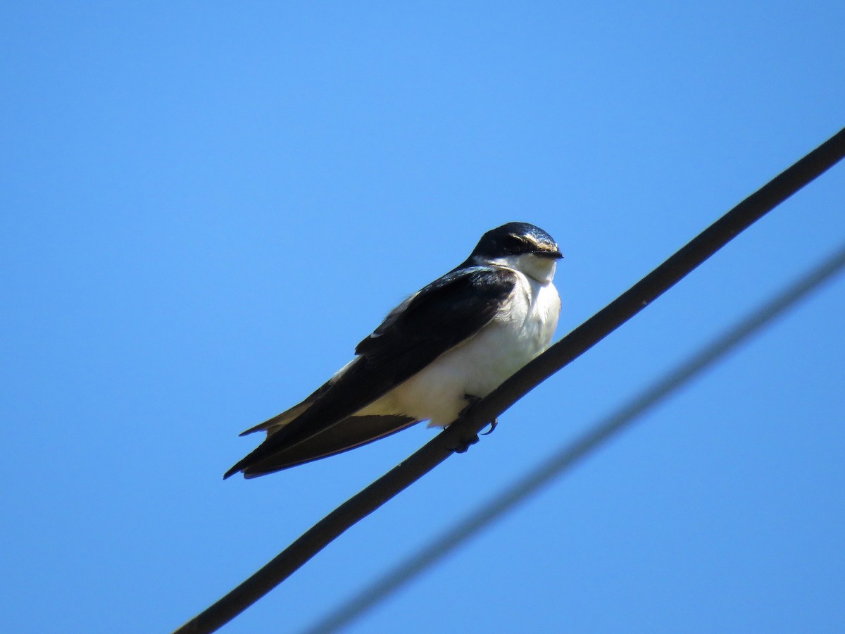 Golondrina Cejiblanca - ML329396821