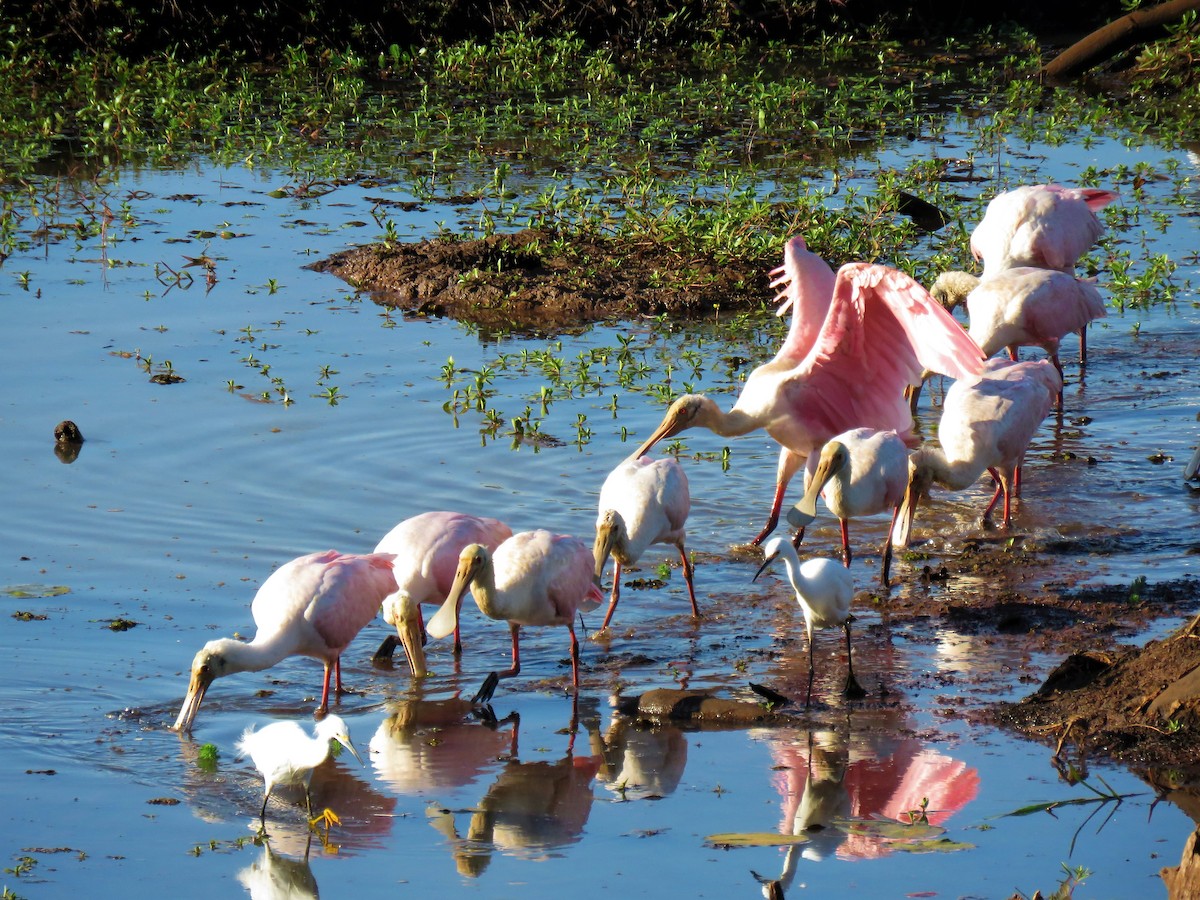 Roseate Spoonbill - ML329397101