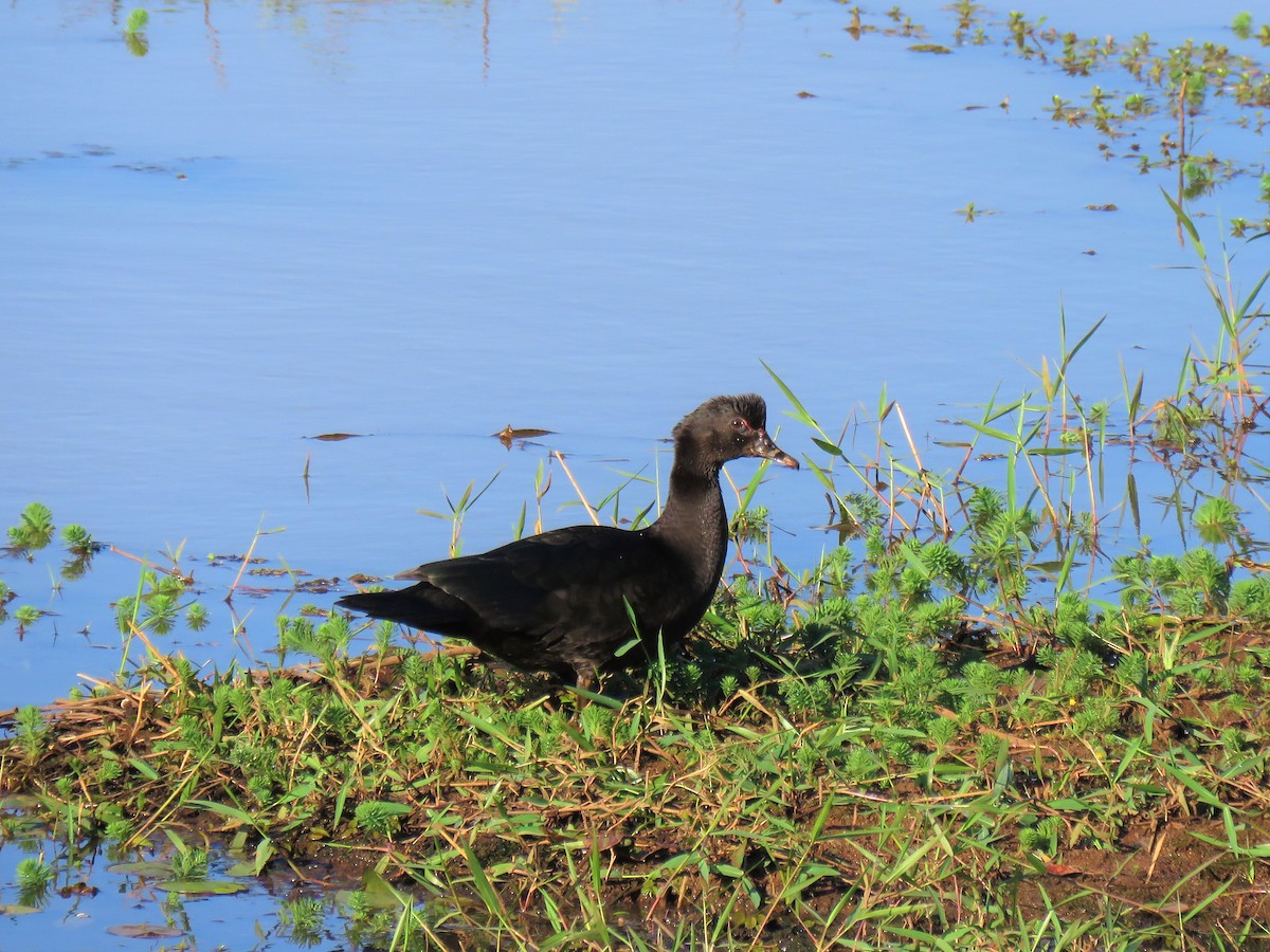 Muscovy Duck - ML329397461