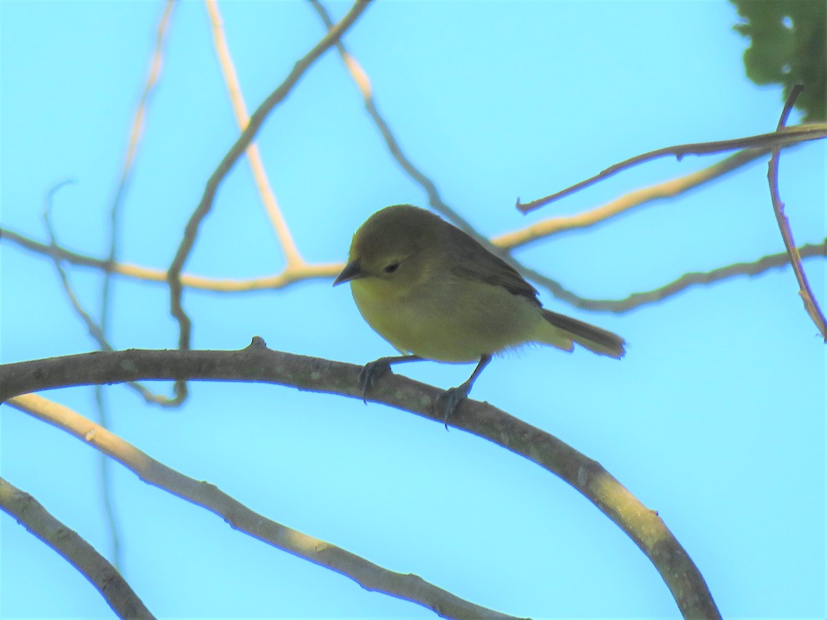 Orange-headed Tanager - ML329397521