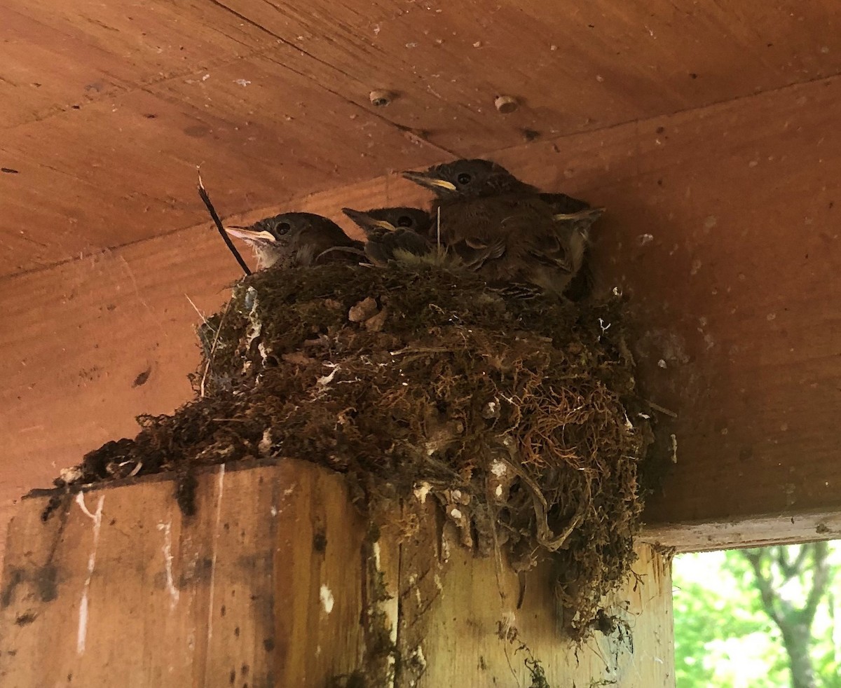 Eastern Phoebe - James Swanson