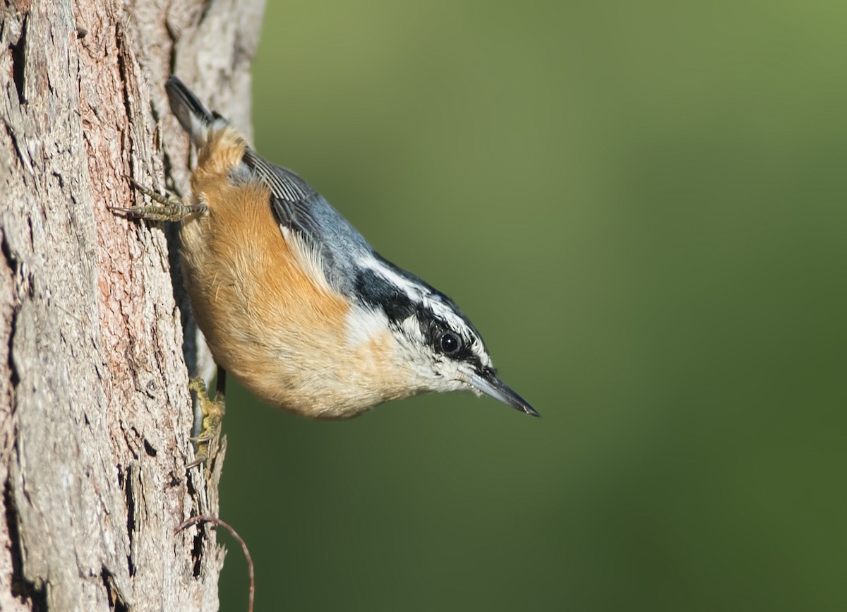 Red-breasted Nuthatch - ML329398051