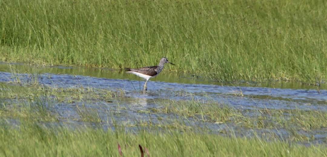 Common Greenshank - ML329398091