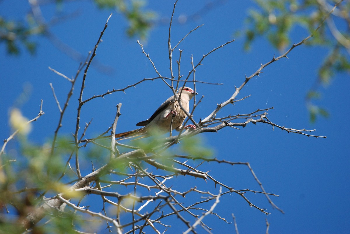 Red-faced Mousebird - ML329399481