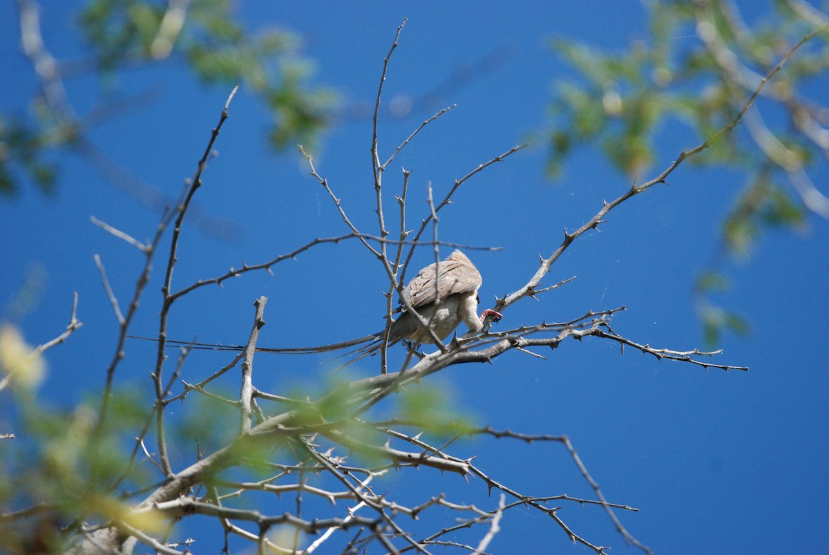 Red-faced Mousebird - ML329399501