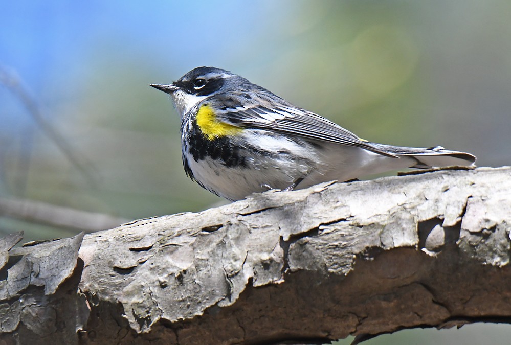 Yellow-rumped Warbler - ML329399901