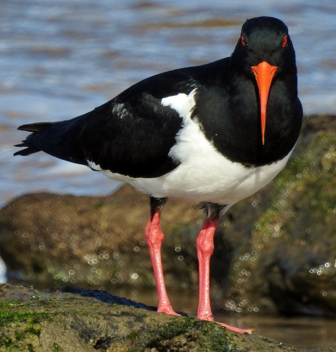 Pied Oystercatcher - ML32940071