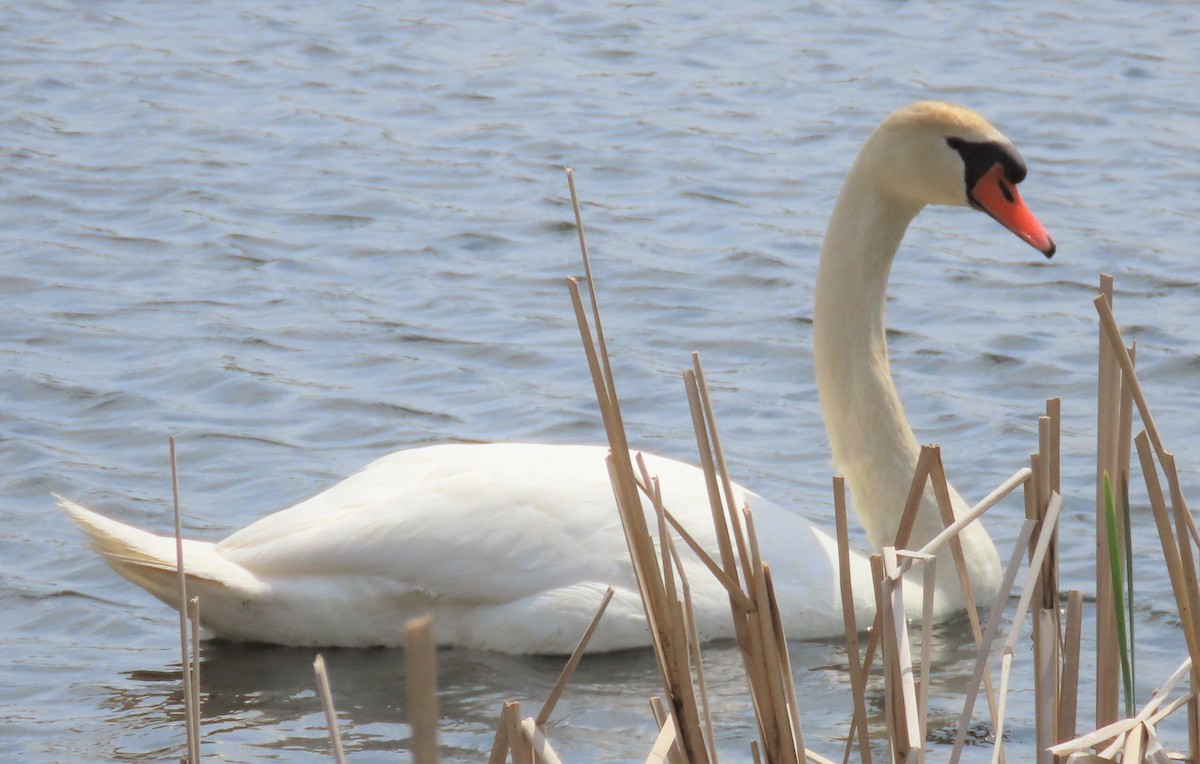 Cygne tuberculé - ML329401811