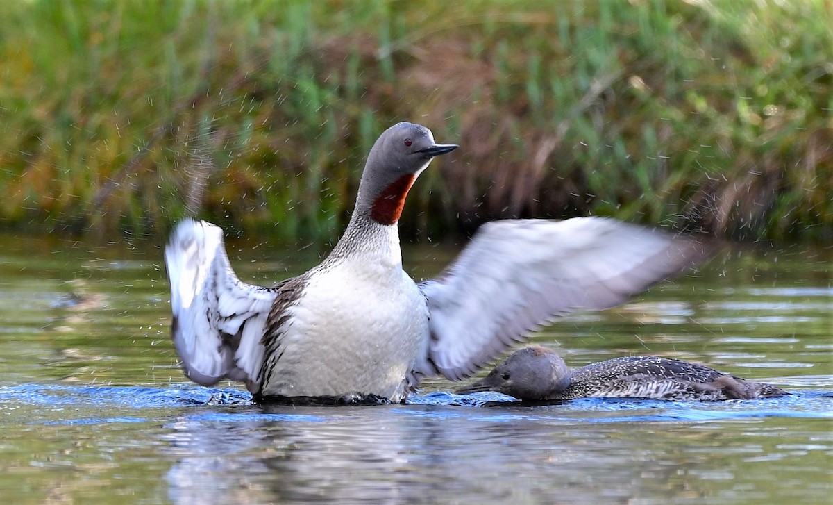 Red-throated Loon - ML329402131