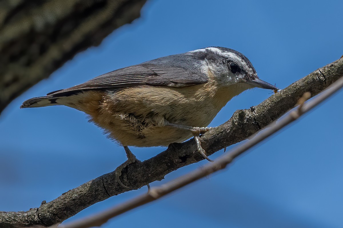 Red-breasted Nuthatch - ML329402451
